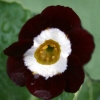 Primula auricula Old Red Elvet - Abriachan Nurseries